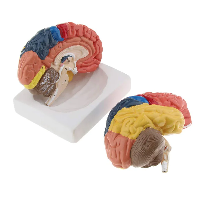 Medical Lab And Science - Modelo anatômico de cérebro humano com
