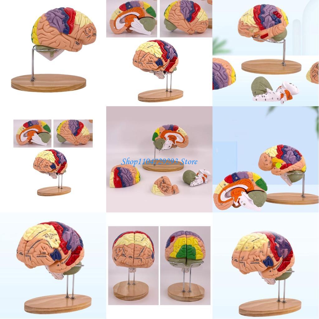 Medical Lab And Science - Modelo anatomia do cérebro Y2GD, suporte