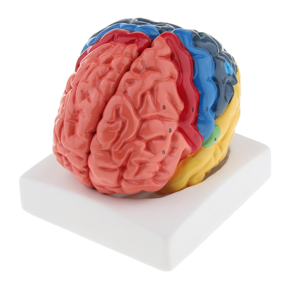 Medical Lab And Science - Modelo de cérebro anatômico realista, pvc