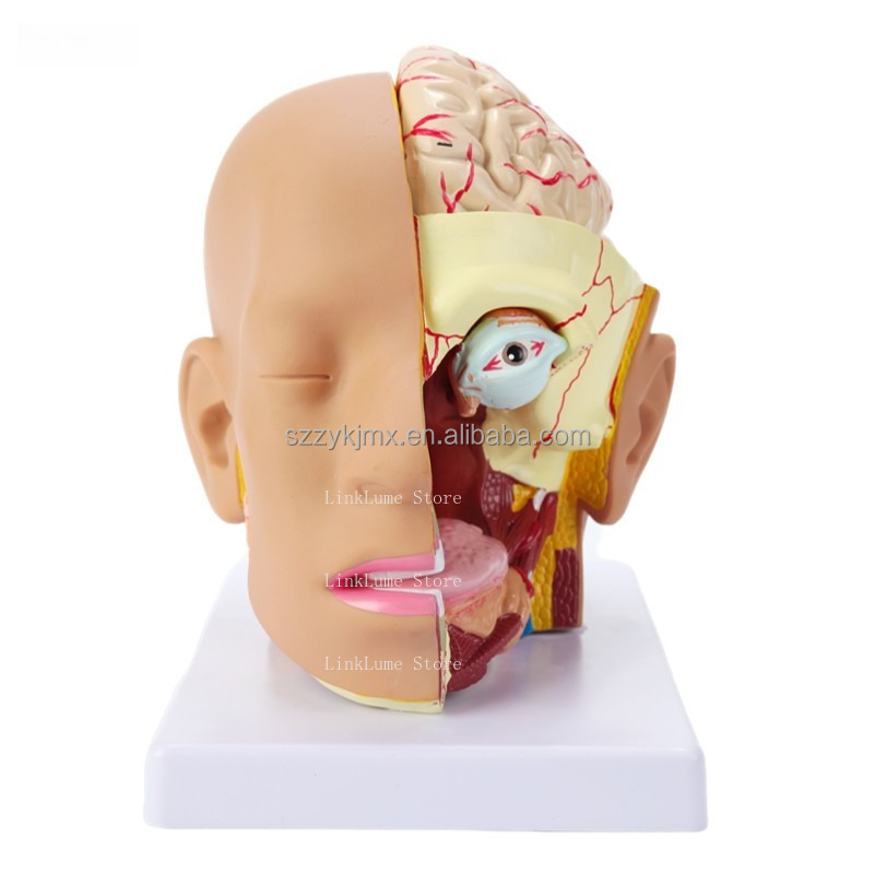 Medical Lab And Science - Modelo de Anatomia da Cabeça Humana