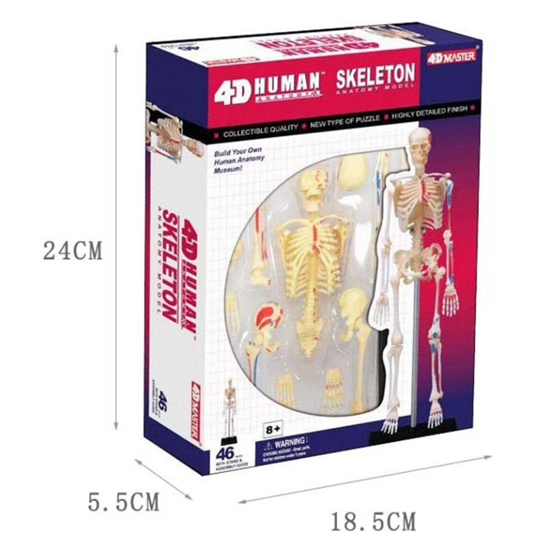 Medical Lab And Science - 4d mestre esqueleto humano anatomia modelo