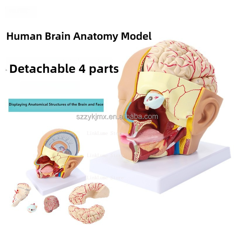 Modelo de Anatomia da Cabeça H - Medical Lab And Science avaliação e preço