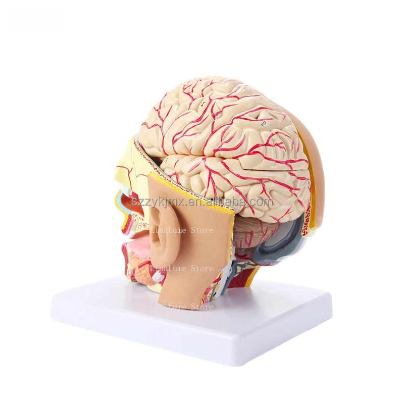 Modelo de Anatomia da Cabeça H - Medical Lab And Science avaliação e preço